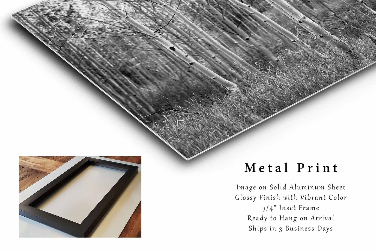 Aspen Trees Metal Print | Black and White Photography | Botanical Wall Art | Colorado Photo | Rocky Mountain Decor | Ready to Hang