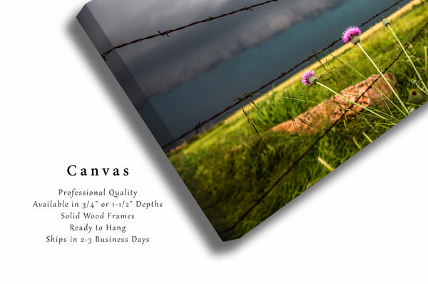 Canvas Wall Art | Pink Thistle Along Barbed Wire Fence Photo | Country Gallery Wrap | Texas Photography | Storm Picture | Farmhouse Decor