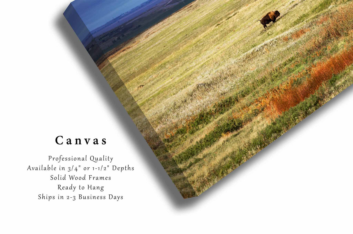 Bison Standing in Vast Open Prairie in South Dakota Canvas Wall Art | Buffalo Photography Western Decor