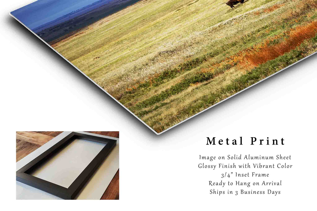 Bison Standing in Vast Open Prairie in South Dakota Metal Print Wall Art | Buffalo Photography Western Decor