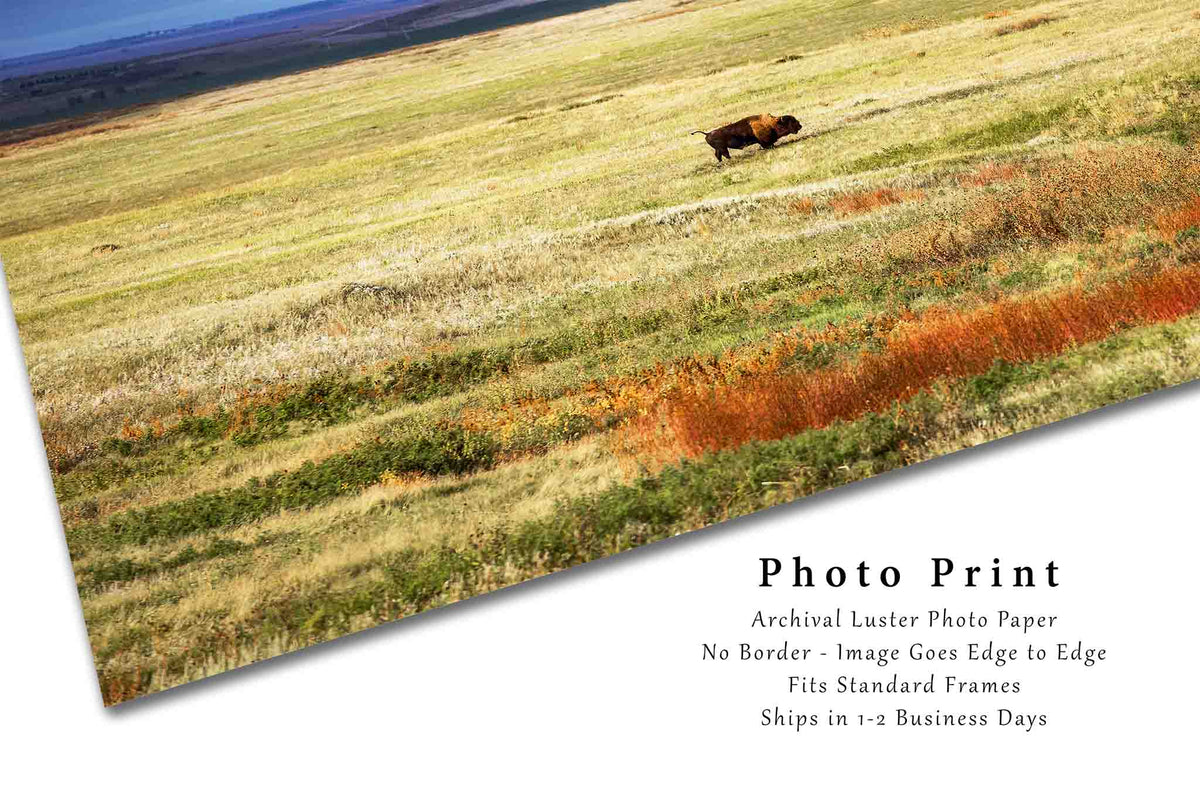 Bison Standing in Vast Open Prairie in South Dakota Photo Print (Unframed) | Buffalo Wall Art Western Decor