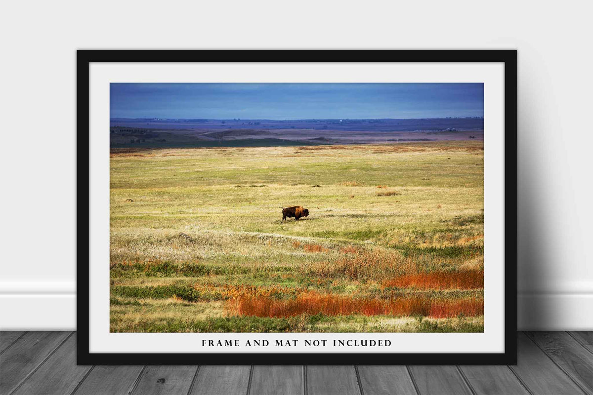 Bison Standing in Vast Open Prairie in South Dakota Photo Print (Unframed) | Buffalo Wall Art Western Decor