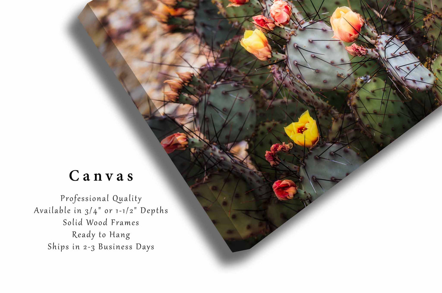 Prickly Pear Cactus Canvas | Flower Blossoms Gallery Wrap | Big Bend National Park Photography | West Texas Wall Art | Botanical Decor | Ready to Hang