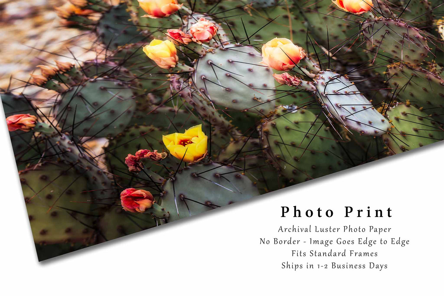 Prickly Pear Cactus Photography Print | Flower Blossoms Picture | Big Bend National Park Wall Art | West Texas Photo | Botanical Decor | Not Framed