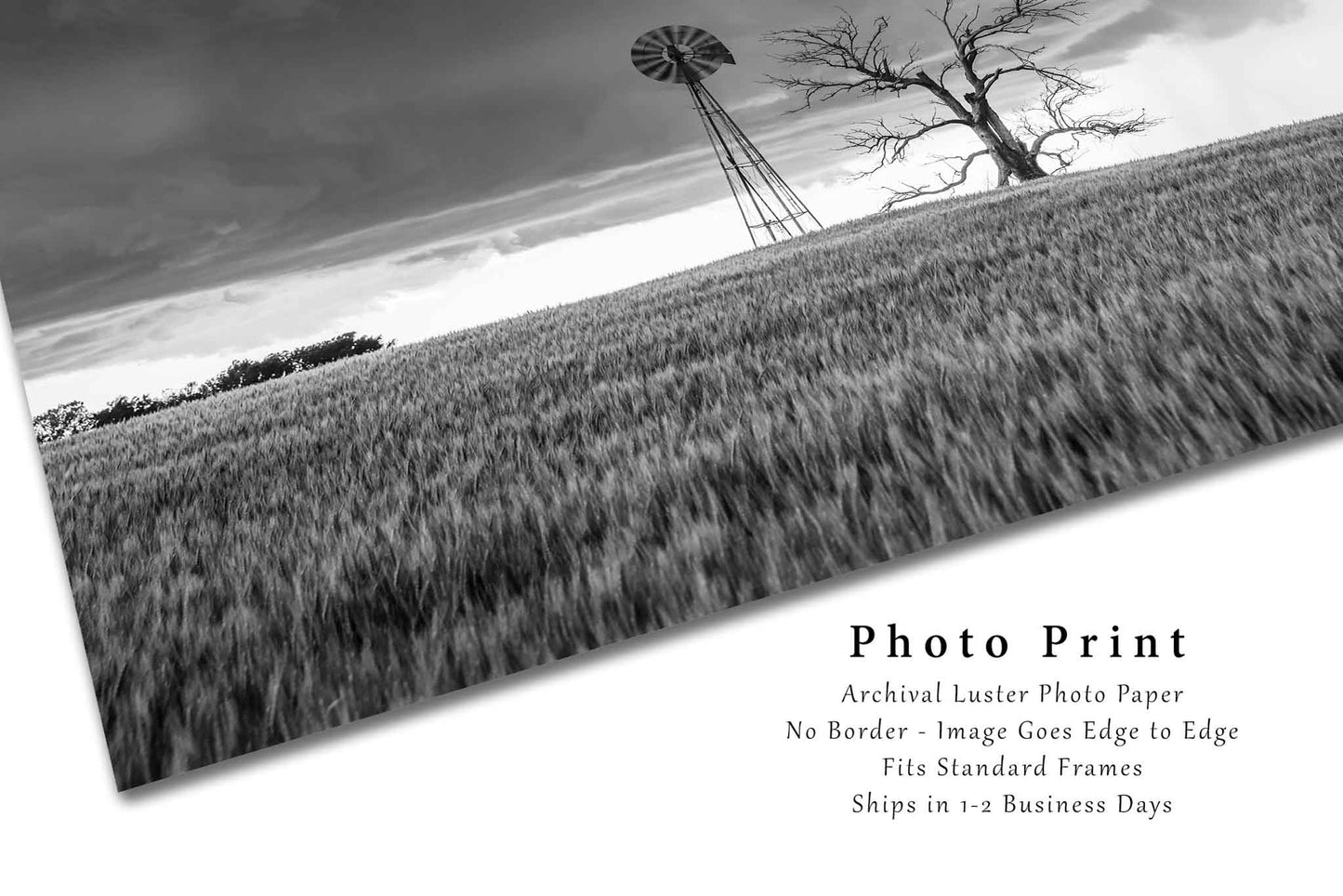 Country Photography Print (Not Framed) Black and White Picture of Old Windmill and Tree in Wheat Field on Stormy Day in Oklahoma Farm Wall Art Farmhouse Decor