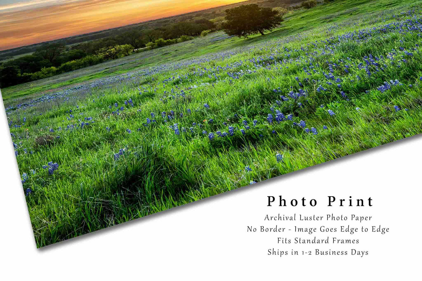 Bluebonnets Photography Print | Lone Tree Picture | Sunset Wall Art | Texas Photo | Nature Decor | Not Framed