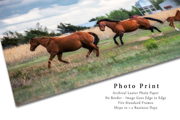 Horse Photography Print - Picture of Horses Breaking Into Gallop on a Farm in Texas - Western Home Decor Equine Wall Art Photo Artwork