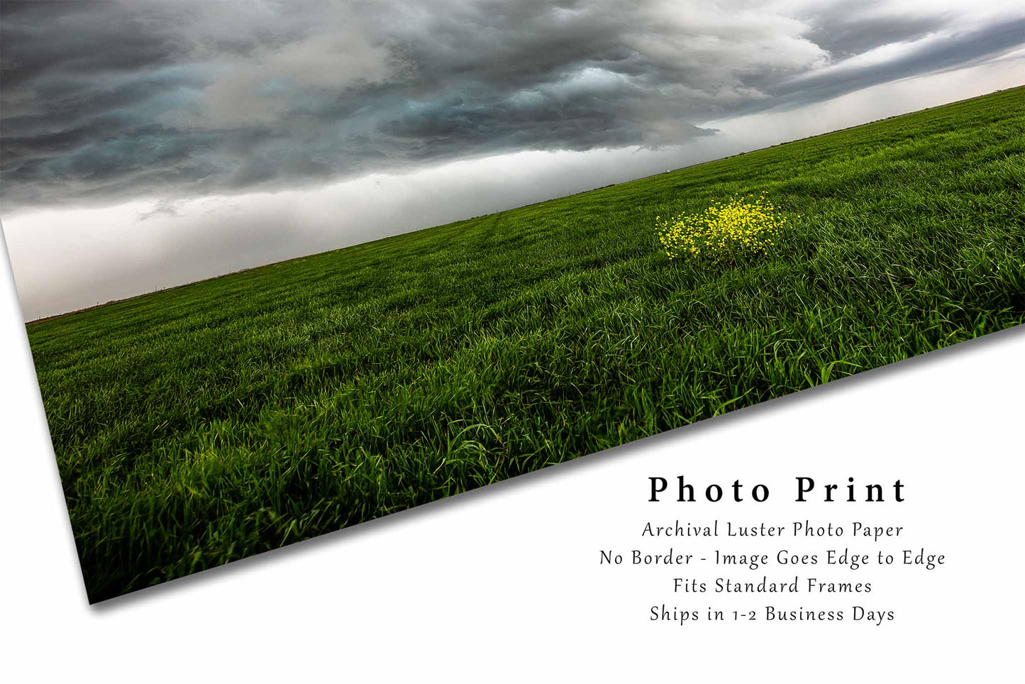 Storm Photography Print (Unframed) Yellow Wildflowers in Green Field in Texas | Stormy Sky Wall Art Country Decor
