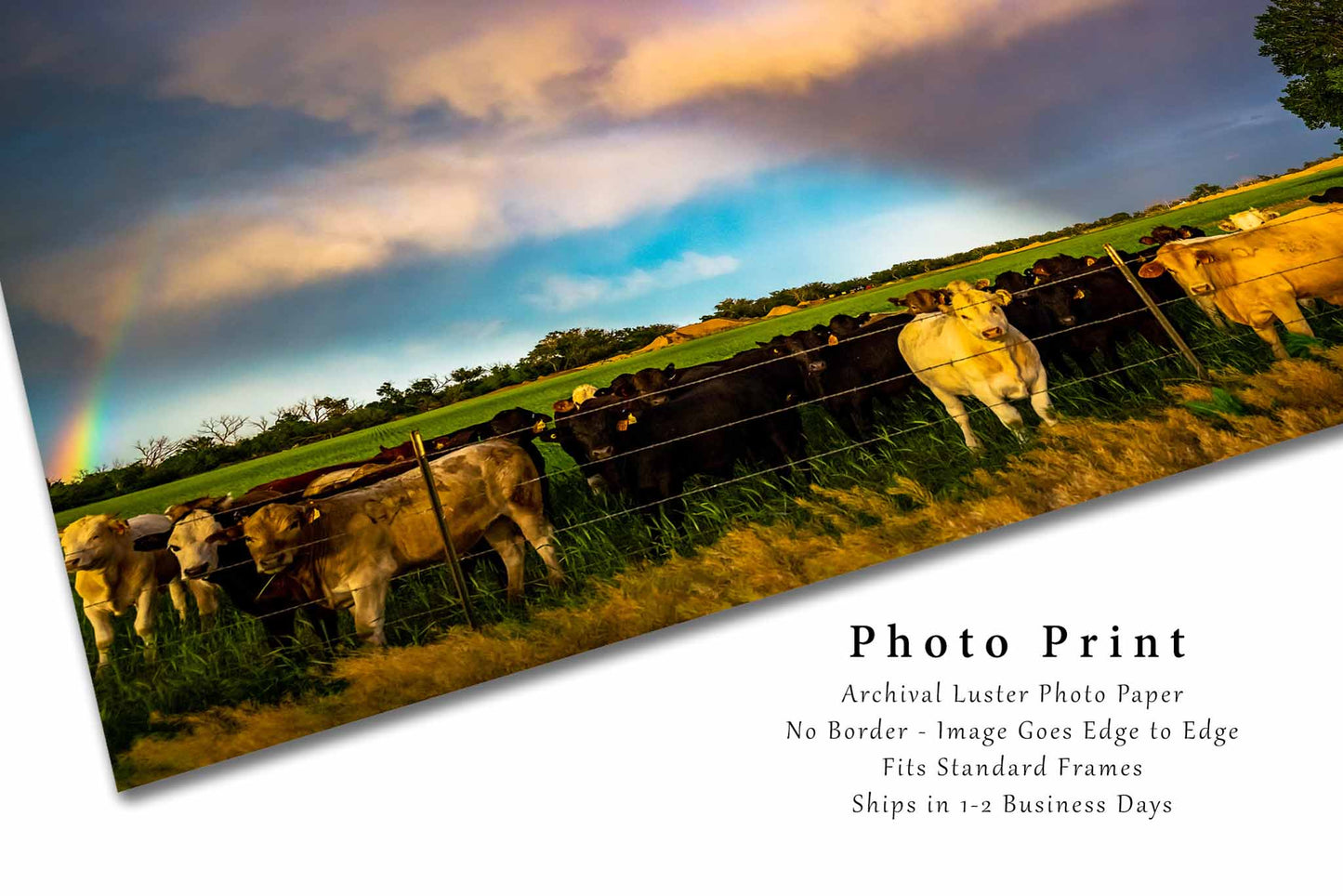 Country Photography Print (Not Framed) Picture of Cows Along Barbed Wire Fence on Stormy Evening in Kansas Cattle Wall Art Farmhouse Decor
