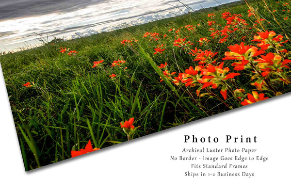 Wildflower Photo Print | Indian Paintbrush Picture | Oklahoma Wall Art | Flower Photography | Nature Decor