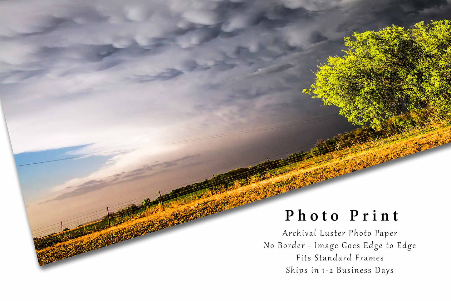 Mammatus Clouds Photography Print | Sunlit Tree Picture | Stormy Sky Wall Art | Oklahoma Photo | Nature Decor | Not Framed