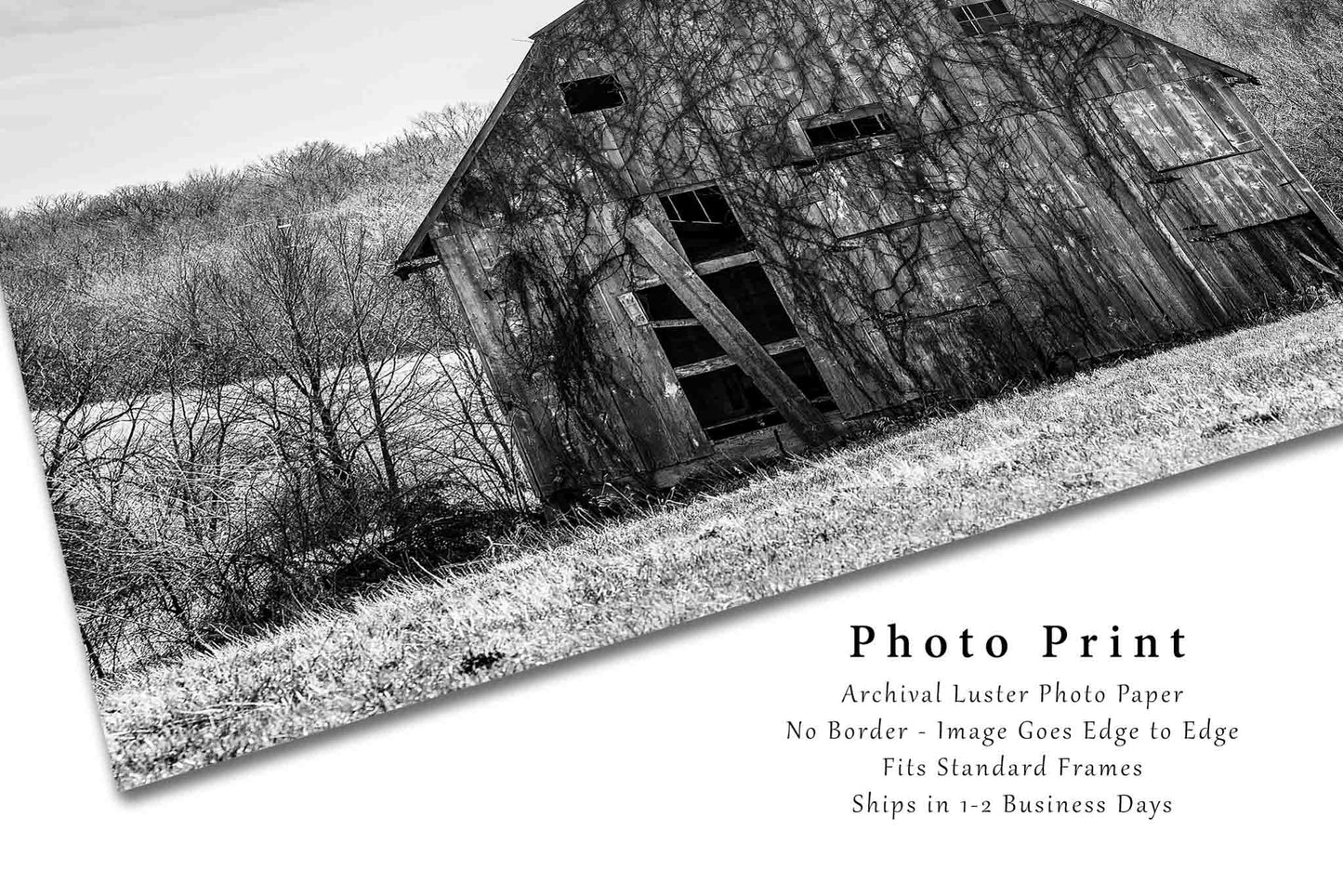 Country Photography Print - Picture of Old Rustic Barn Covered in Vines in Missouri Black and White Farmhouse Decor Wall Art Photo Artwork
