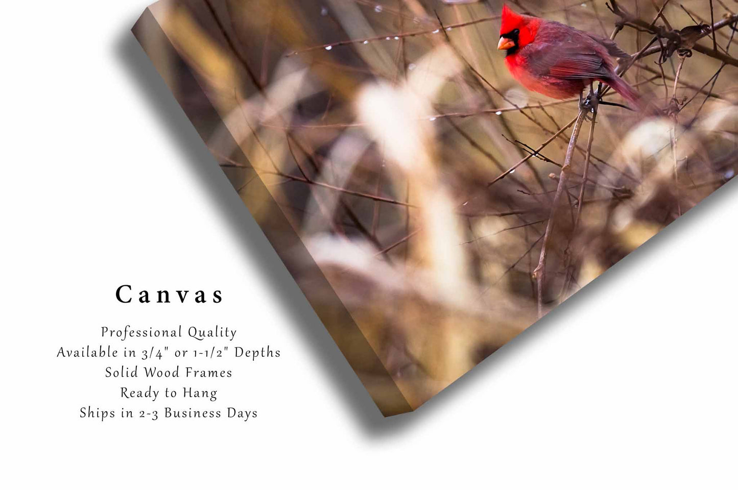 Cardinal Canvas | Bird Gallery Wrap | Wildlife Photography | Oklahoma Wall Art | Nature Decor | Ready to Hang