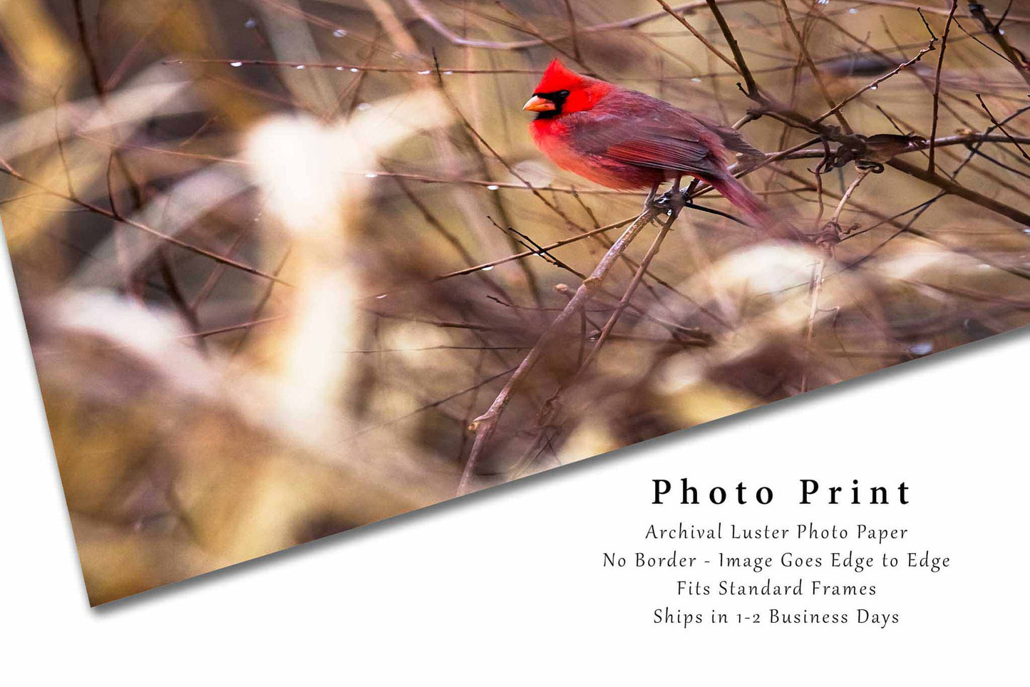 Cardinal Photography Print | Bird Picture | Wildlife Wall Art | Oklahoma Photo | Nature Decor | Not Framed