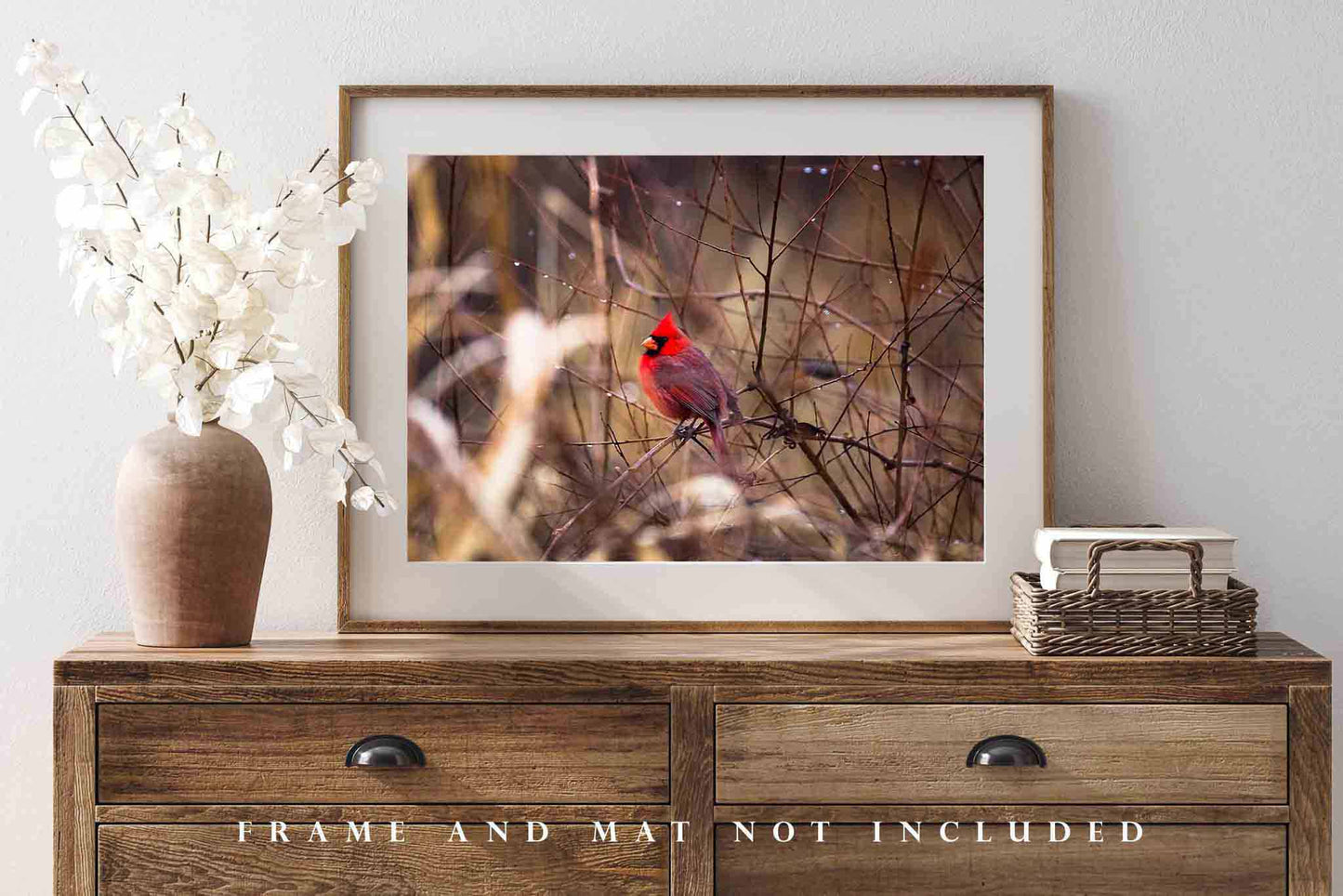 Cardinal Photography Print | Bird Picture | Wildlife Wall Art | Oklahoma Photo | Nature Decor | Not Framed