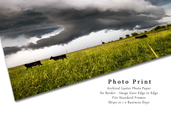 Storm Photography Print - Wall Art Picture of Black Angus Cattle Running From Storm in Kansas Farming Ranch Midwestern Decor