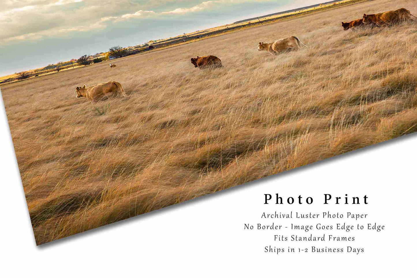 Cow Photography Print | Cattle Herd Picture | Farm and Ranch Wall Art | Texas Photo | Western Decor | Not Framed