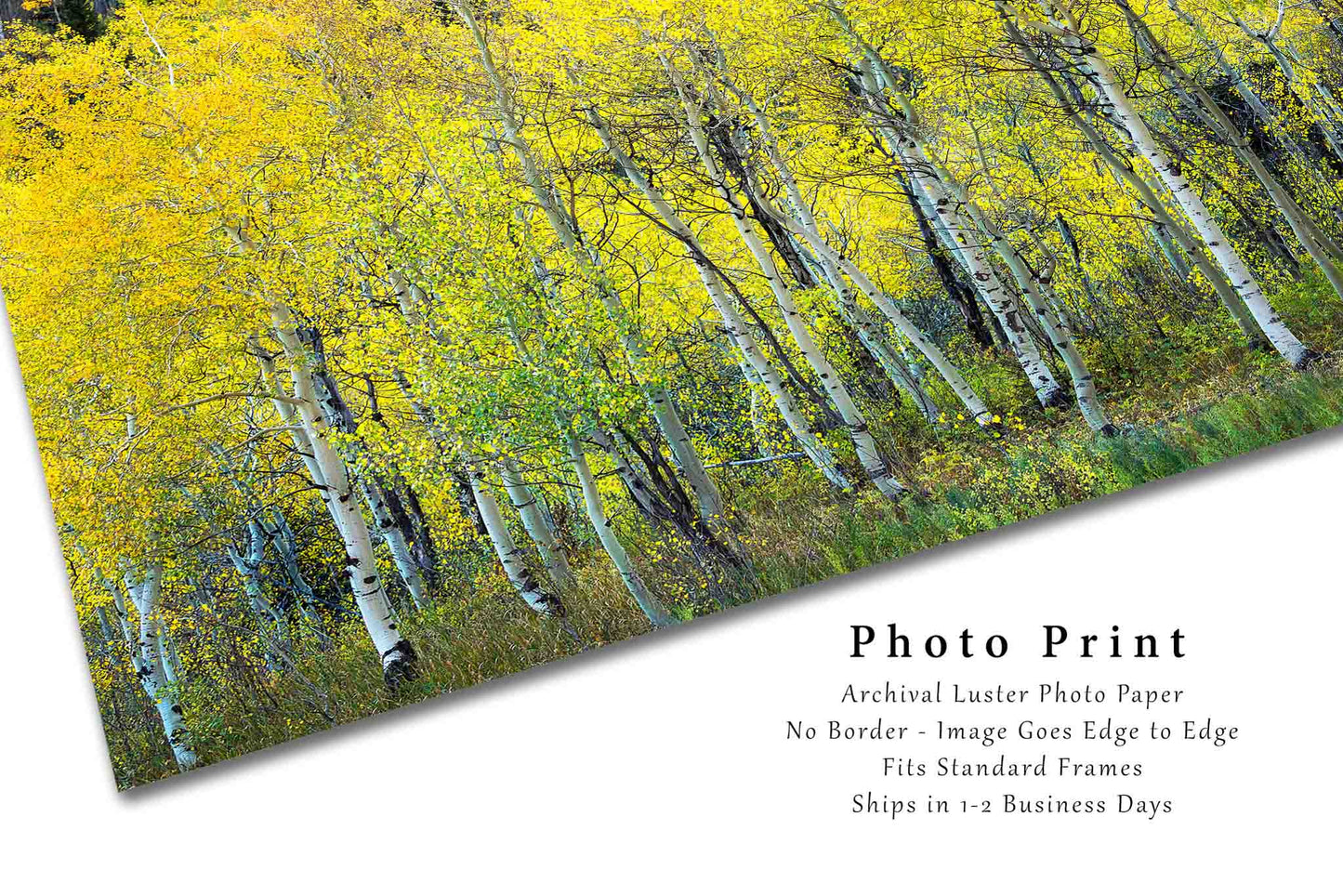 Rocky Mountain Photography Print (Not Framed) Picture of Aspen Tree Grove on Autumn Day in Colorado Western Wall Art Nature Decor