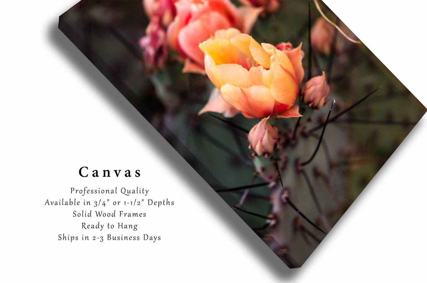 Prickly Pear Cactus Blooms in Texas Canvas Wall Art | Vertical Big Bend National Park Photography Floral Decor