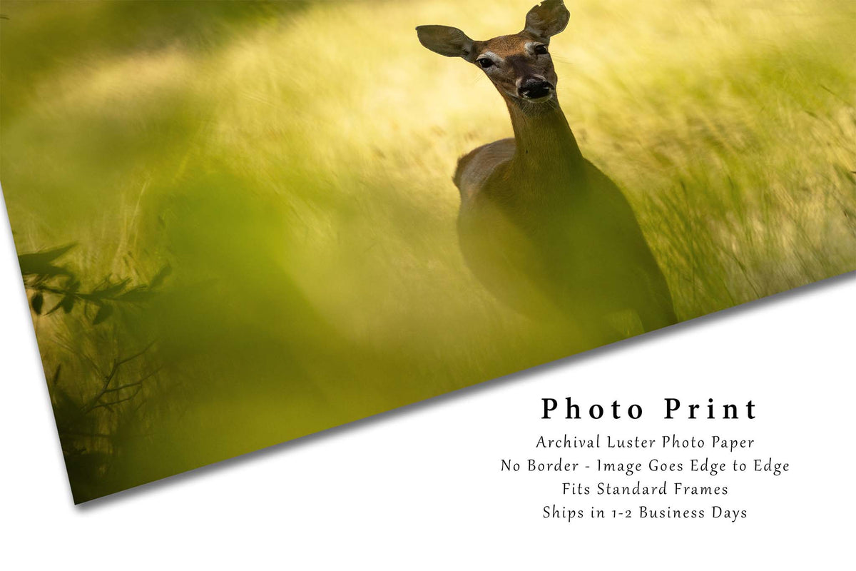 Deer Watching Between Tree Leaves in Wyoming Photo Print (Unframed) | Animal Wall Art Wildlife Decor
