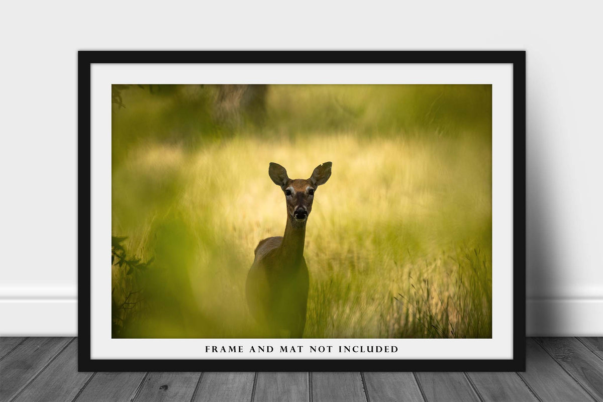 Deer Watching Between Tree Leaves in Wyoming Photo Print (Unframed) | Animal Wall Art Wildlife Decor