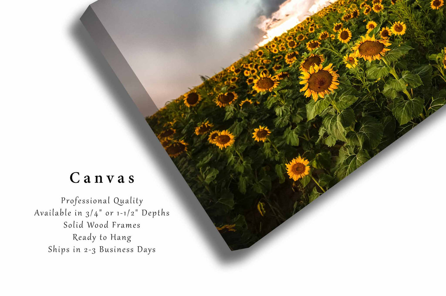 Storm Canvas | Sunflower Field Gallery Wrap | Kansas Photography | Thunderstorm Wall Art | Farmhouse Decor | Ready to Hang