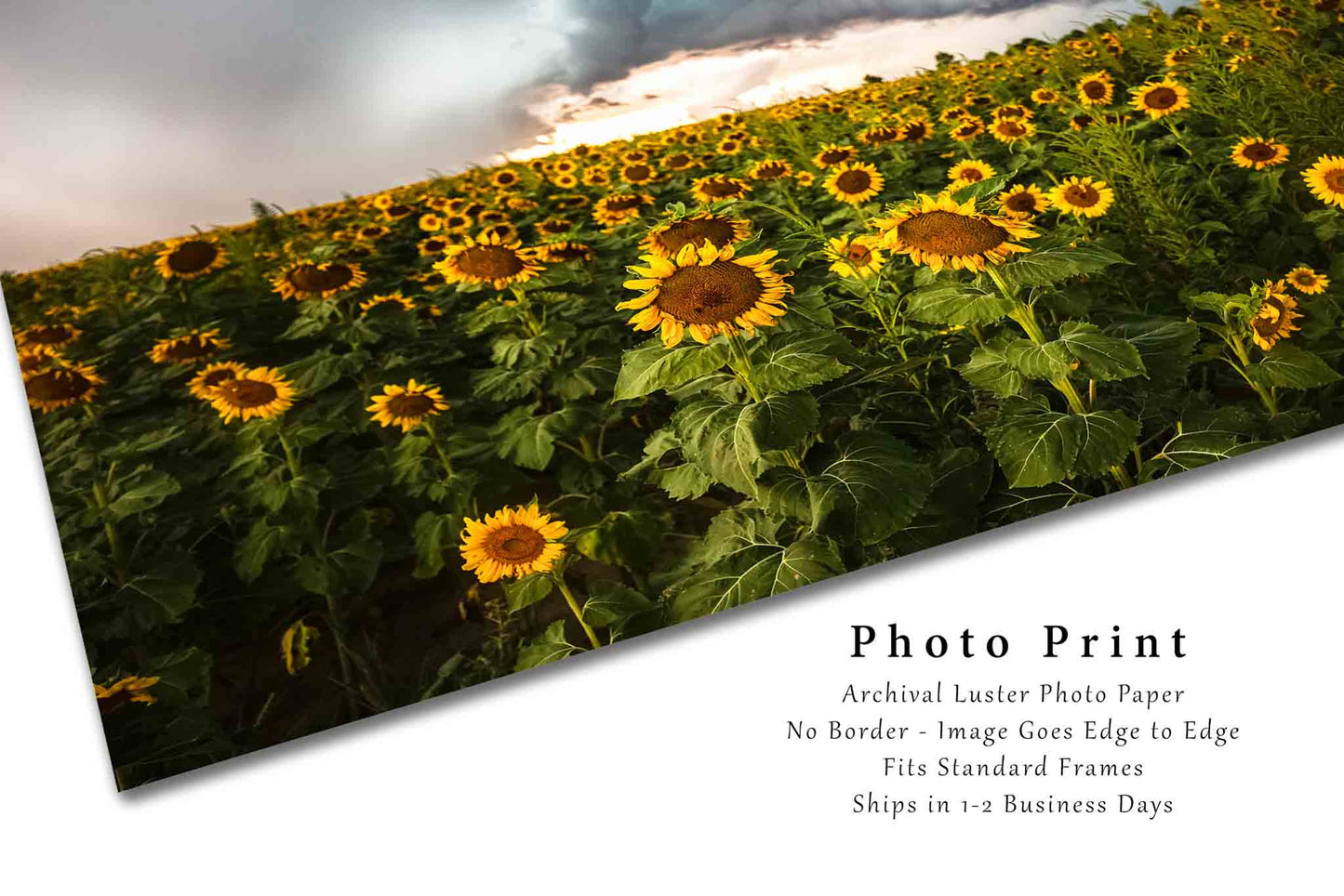 Storm Photography Print | Sunflower Field Picture | Kansas Wall Art | Thunderstorm Photo | Farmhouse Decor | Not Framed