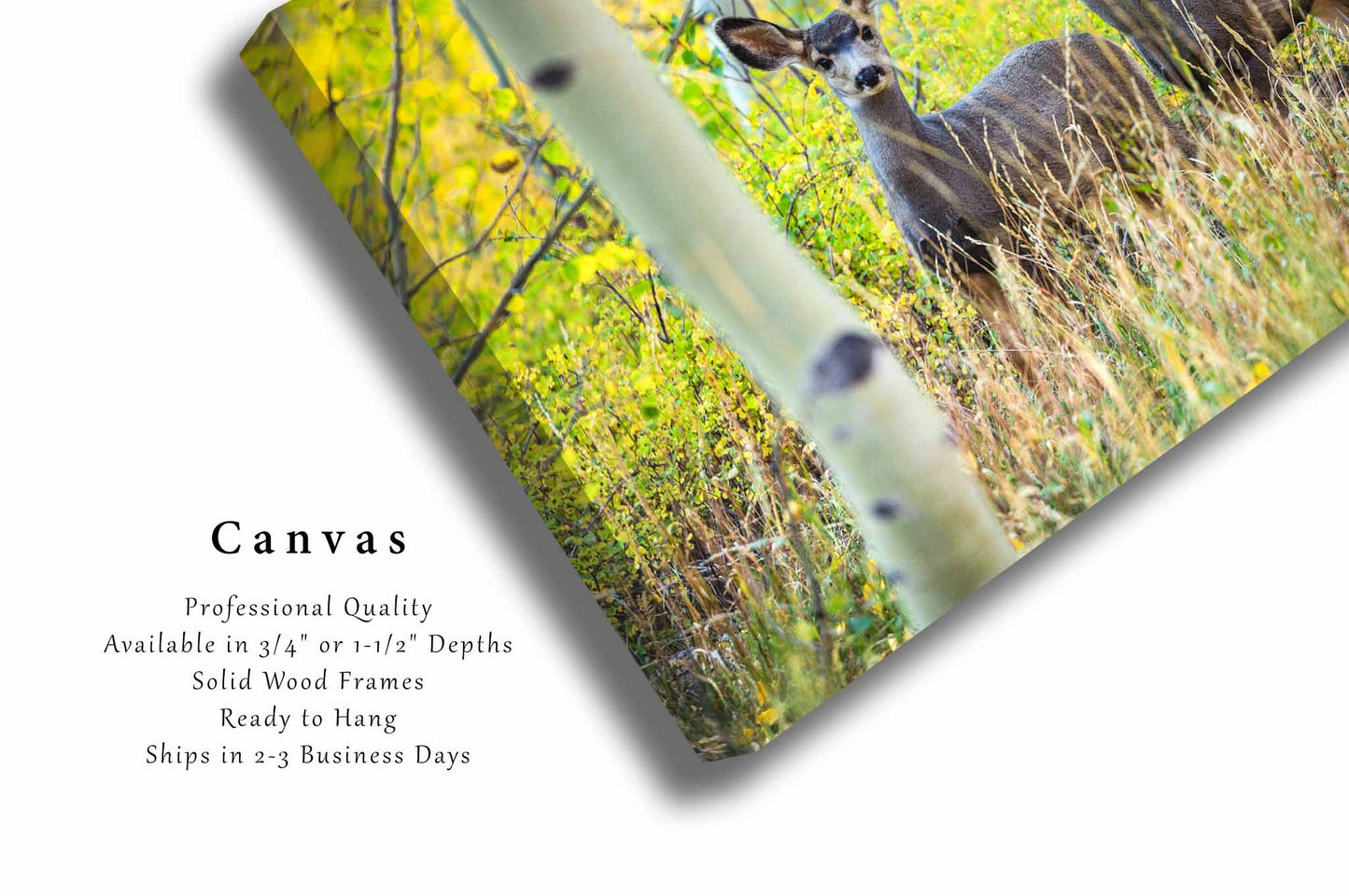 Mule Deer Canvas | Wildlife Gallery Wrap | Rocky Mountain Photography | Colorado Wall Art | Nature Decor | Ready to Hang