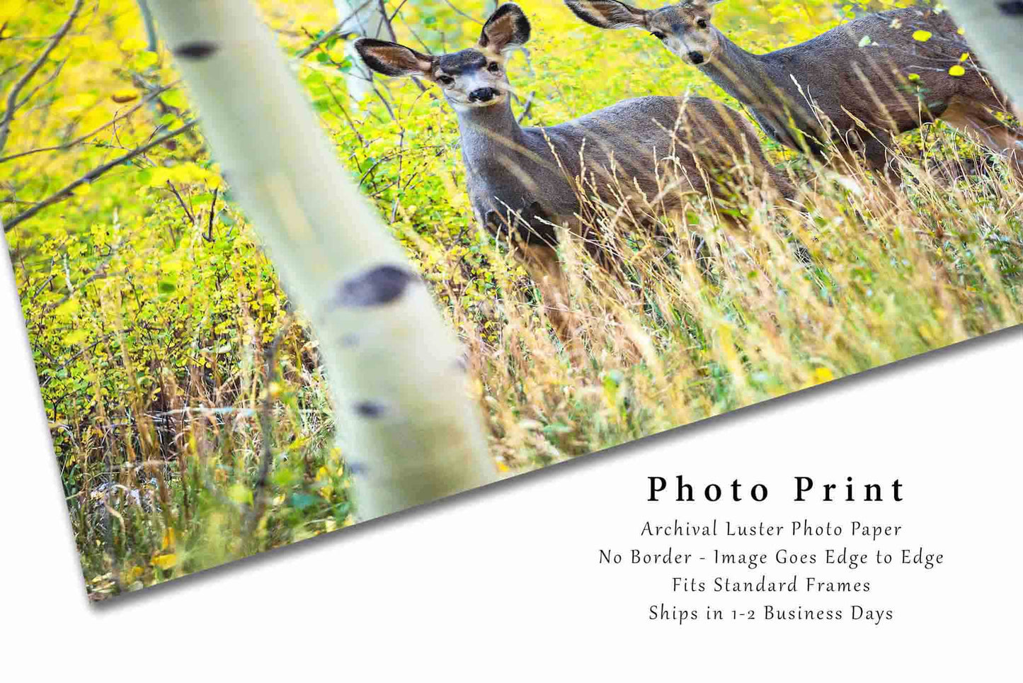 Mule Deer Photography Print | Wildlife Picture | Rocky Mountain Wall Art | Colorado Photo | Nature Decor | Not Framed