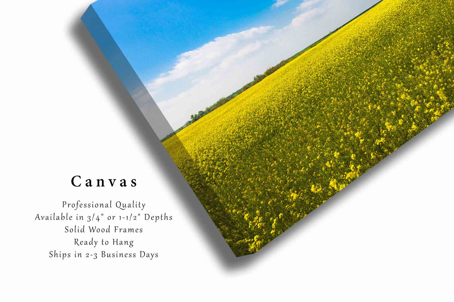 Canola Field Canvas | Spring Season Gallery Wrap | Farm and Country Photography | Oklahoma Landscape Wall Art | Farmhouse Decor | Ready to Hang