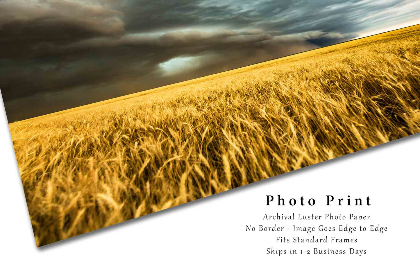 Storm Picture - Fine Art Landscape Photography Print of Thunderstorm Over Golden Wheat Field in Colorado Farm Weather Wall Photo Decor