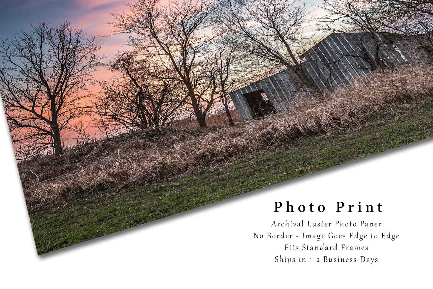 Barn Photography Print - Picture of Weathered Shed Hidden In Trees at Sunset in Flint Hills Kansas Rustic Home Decor Fine Art