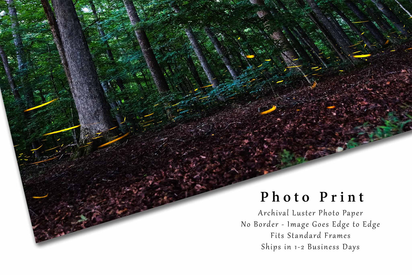 Fireflies Photography Print | Lightning Bug Picture | Woodland Forest Wall Art | Tennessee Photo | Nature Decor | Not Framed