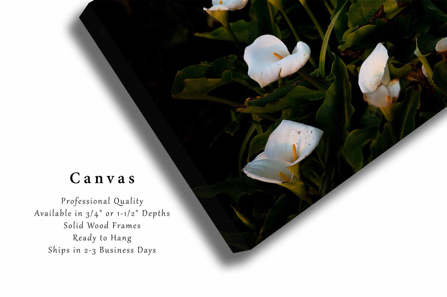 Wild Calla Lilies in Big Sur California Canvas Wall Art | Flower Photography Nature Decor