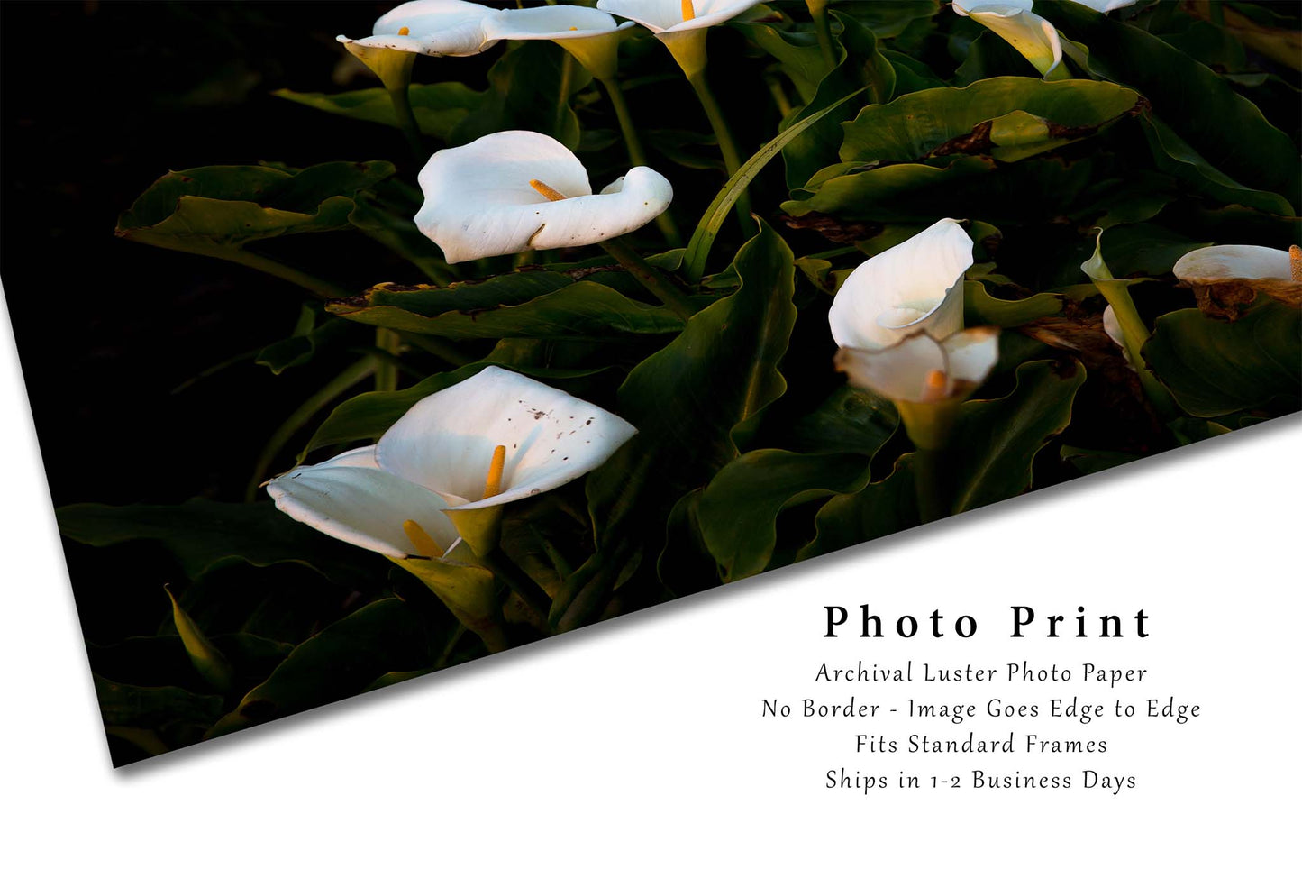 Wild Calla Lilies in Big Sur California Photo Print (Unframed) | Flower Wall Art Nature Decor
