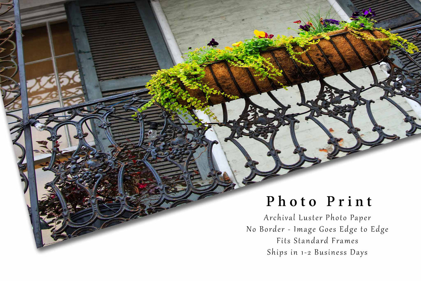 NOLA Photography Print (Not Framed) Picture of Pansies in Planter on Balcony in New Orleans Louisiana Flower Wall Art French Quarter Decor