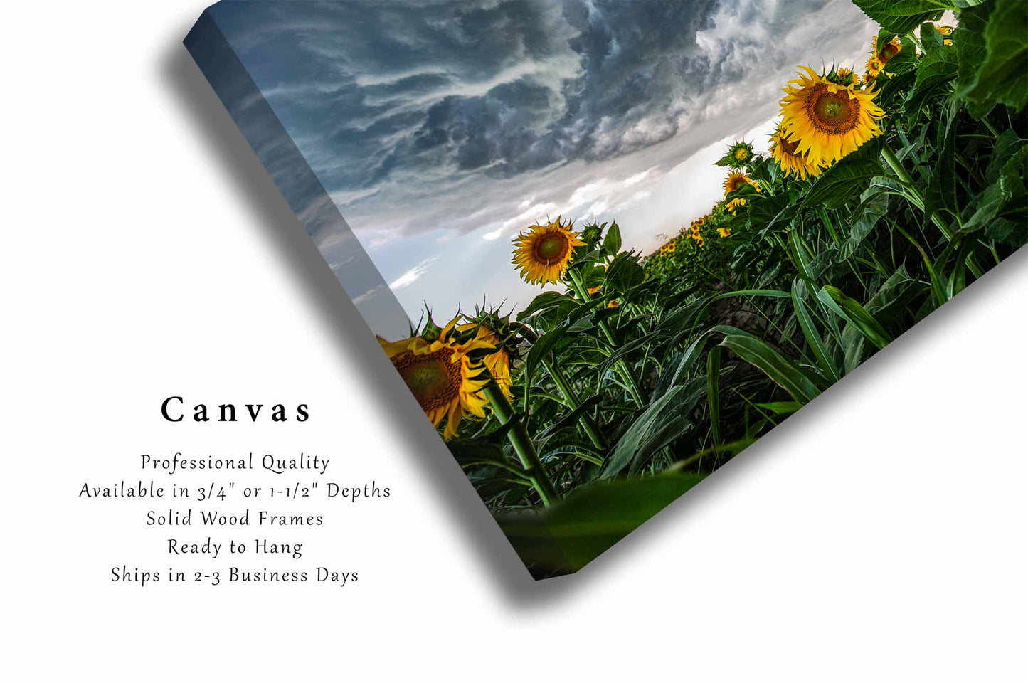 Sunflower Canvas | Thunderstorm Gallery Wrap | Country Photography | Kansas Wall Art | Farmhouse Decor | Ready to Hang