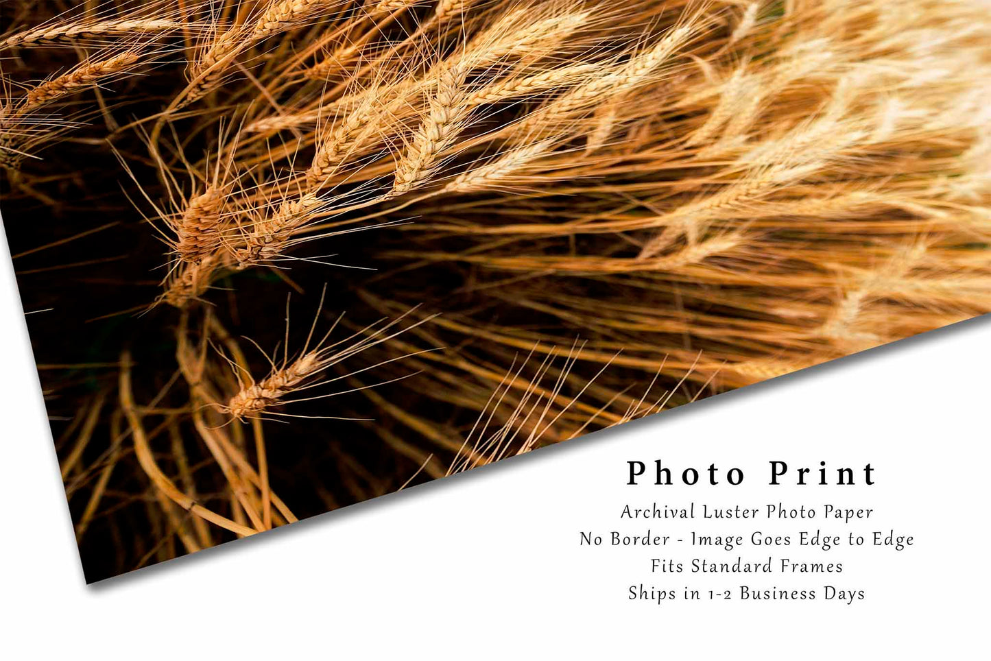 Golden Wheat Field Photography Print | Vertical Farm Picture | Country Wall Art | Oklahoma Photo | Farmhouse Decor | Not Framed