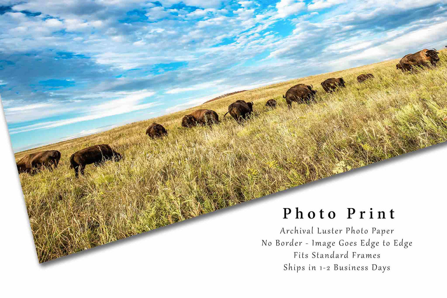 Buffalo Photography Print | Bison Herd Picture | Oklahoma Wall Art | Great Plains Photo | Western Decor | Not Framed