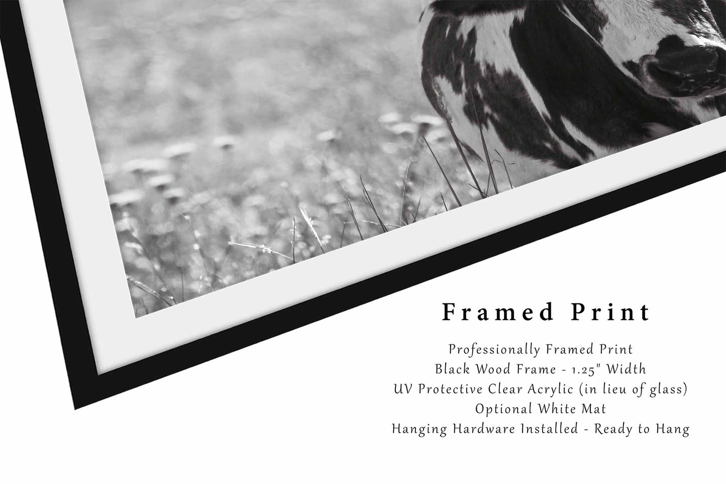 Happy Trails | Framed Longhorn Cow Panoramic Print | Black and White Oklahoma Wall Art