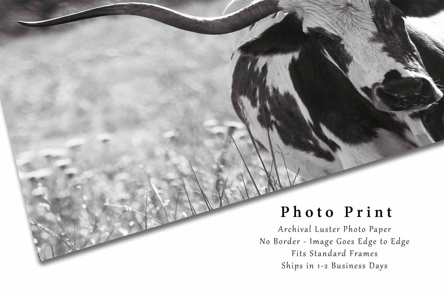 Longhorn Cow Photography Print | Black and White Panoramic Picture | Wichita Mountains Wall Art | Oklahoma Photo | Western Decor | Not Framed