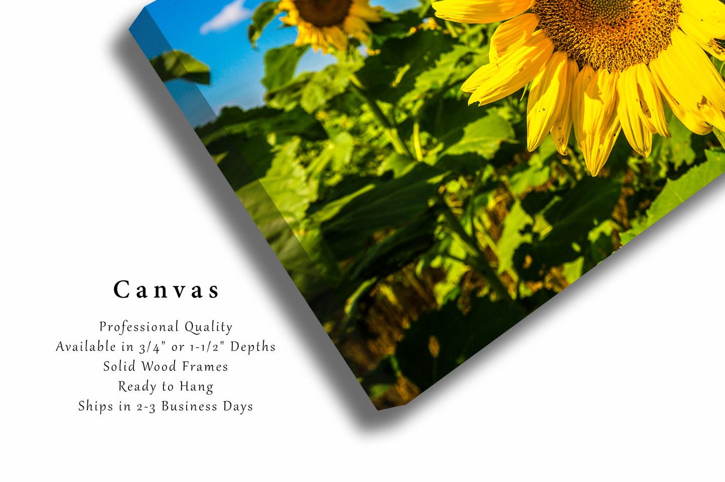 Canvas Wall Art | Large Sunflower Photo | Country Gallery Wrap | Kansas Photography | Flower Picture | Farmhouse Decor
