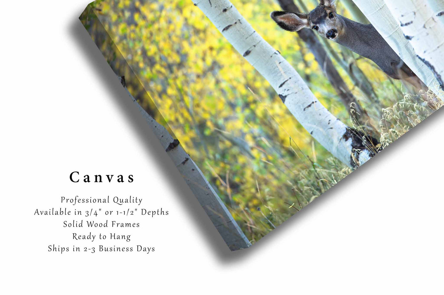 Mule Deer Canvas | Wildlife Gallery Wrap | Rocky Mountain Photography | Colorado Wall Art | Western Decor | Ready to Hang