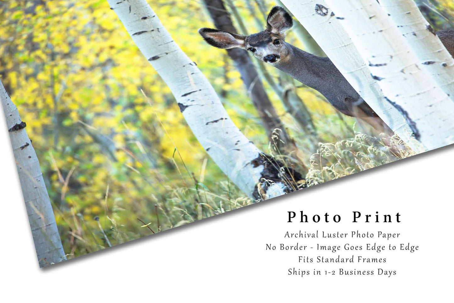 Wildlife Photo Print | Mule Deer and Aspen Trees Picture | Colorado Wall Art | Animal Photography | Nature Decor