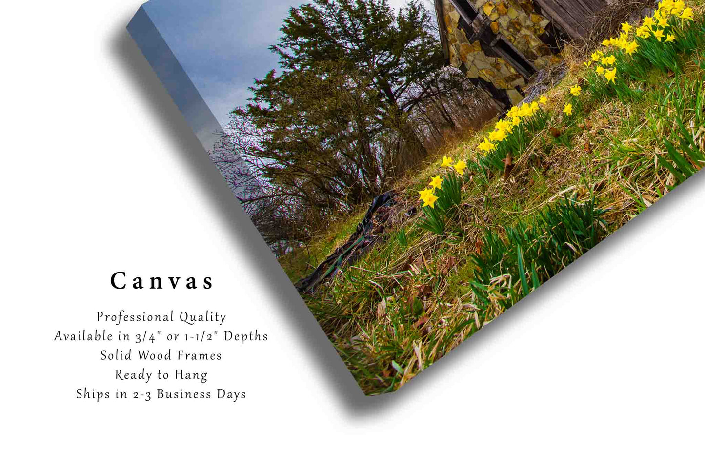 Country Canvas Wall Art (Ready to Hang) Old Barn and Jonquil Daffodils on Spring Day in Arkansas | Ozark Mountains Photography Rustic Decor