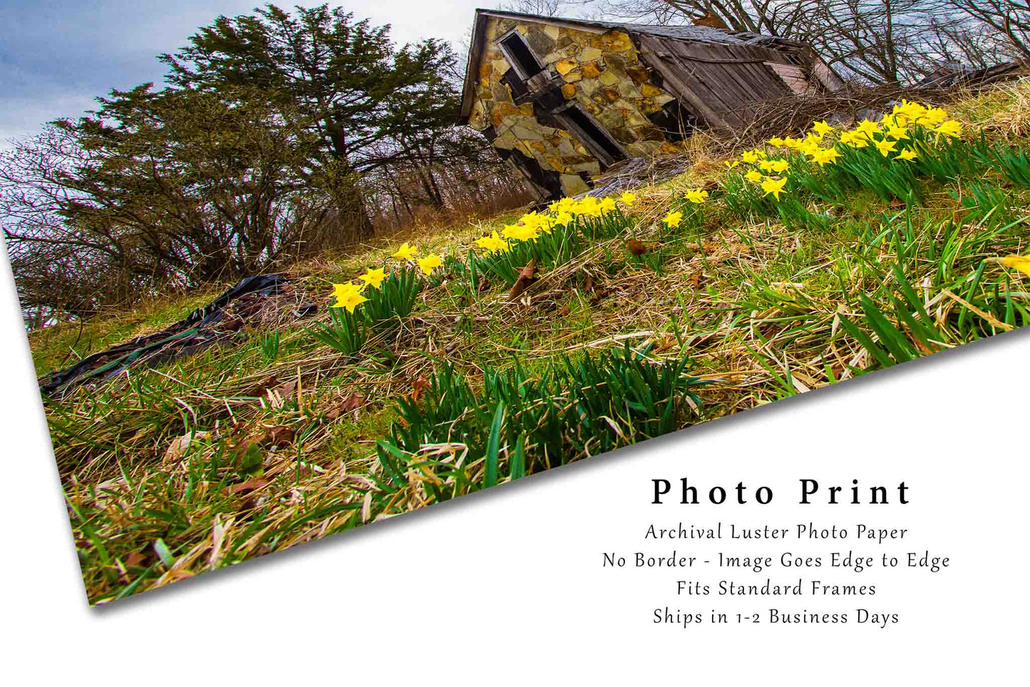 Country Photography Print (Unframed) Old Barn and Jonquil Daffodils on Spring Day in Arkansas | Ozark Mountains Wall Art Rustic Decor