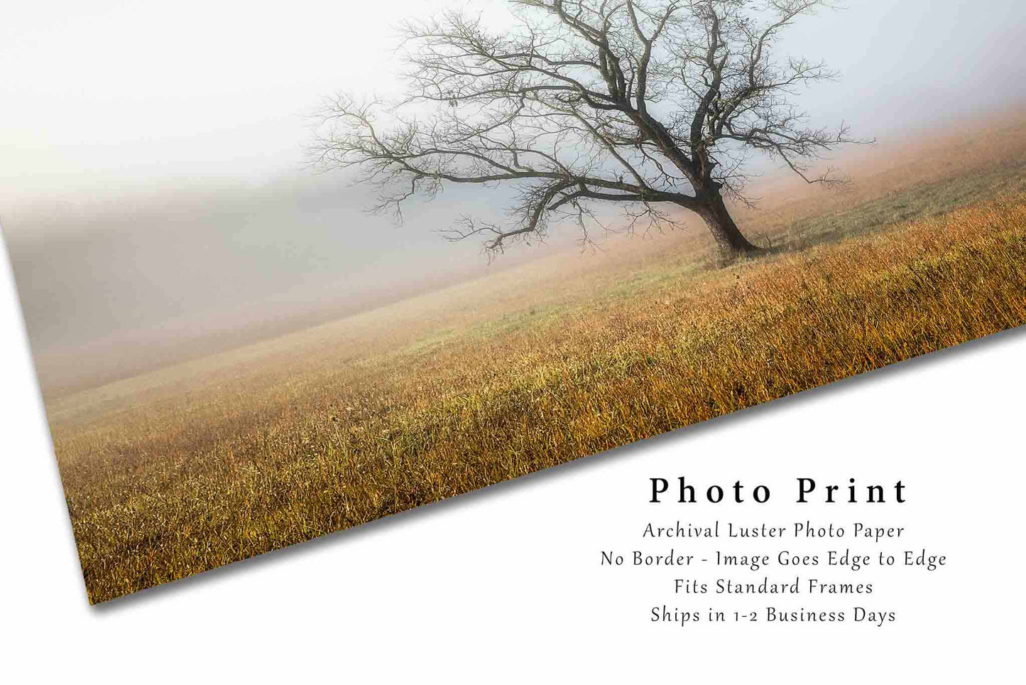 Nature Photography Print | Tree Shrouded in Fog Picture | Great Smoky Mountains Wall Art | Cades Cove Photo | Tennessee Decor | Not Framed