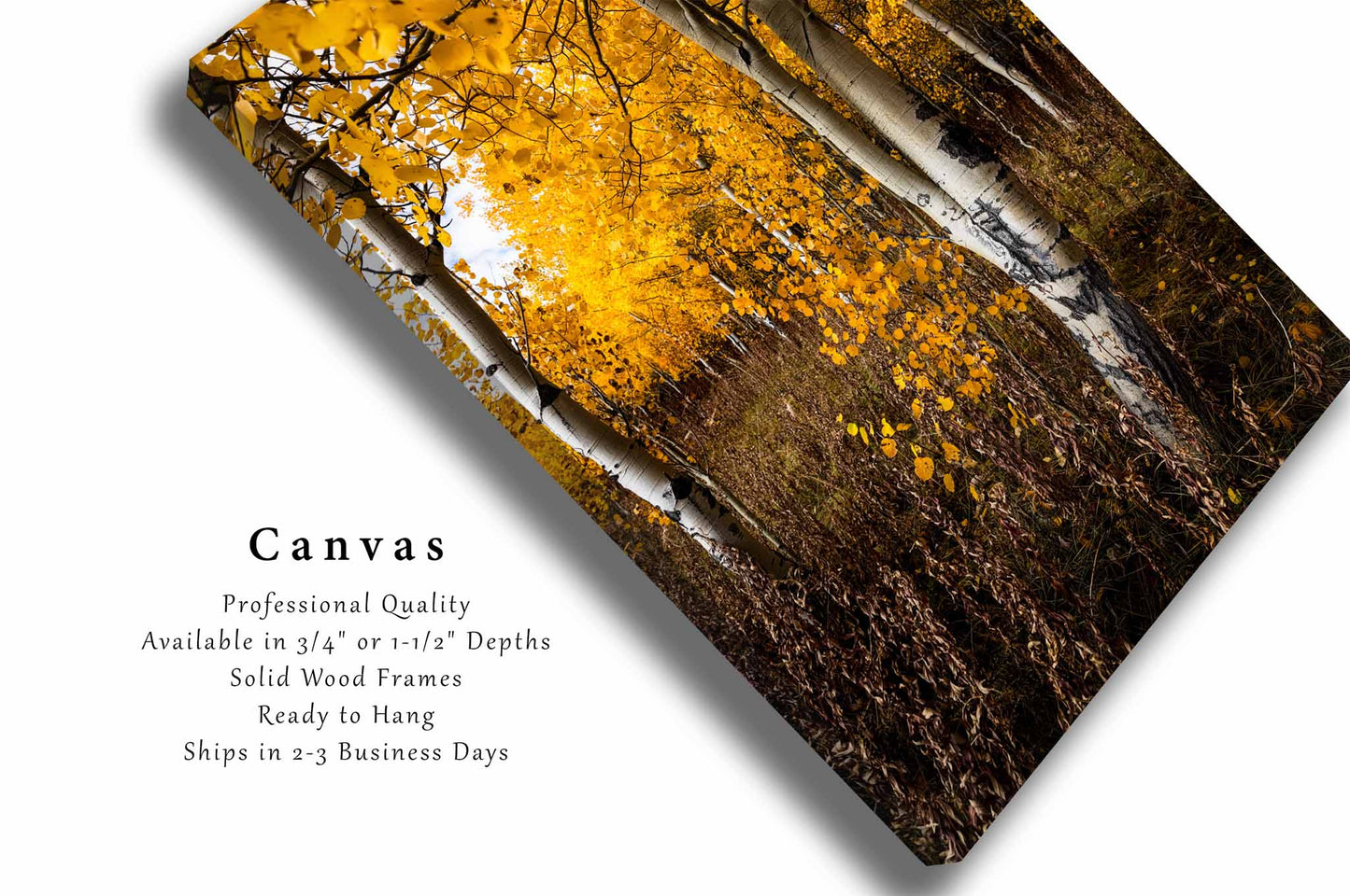 Aspen Trees Canvas | Vertical Rocky Mountain Gallery Wrap | Autumn Forest Photography | Wyoming Landscape Wall Art | Nature Decor | Ready to Hang