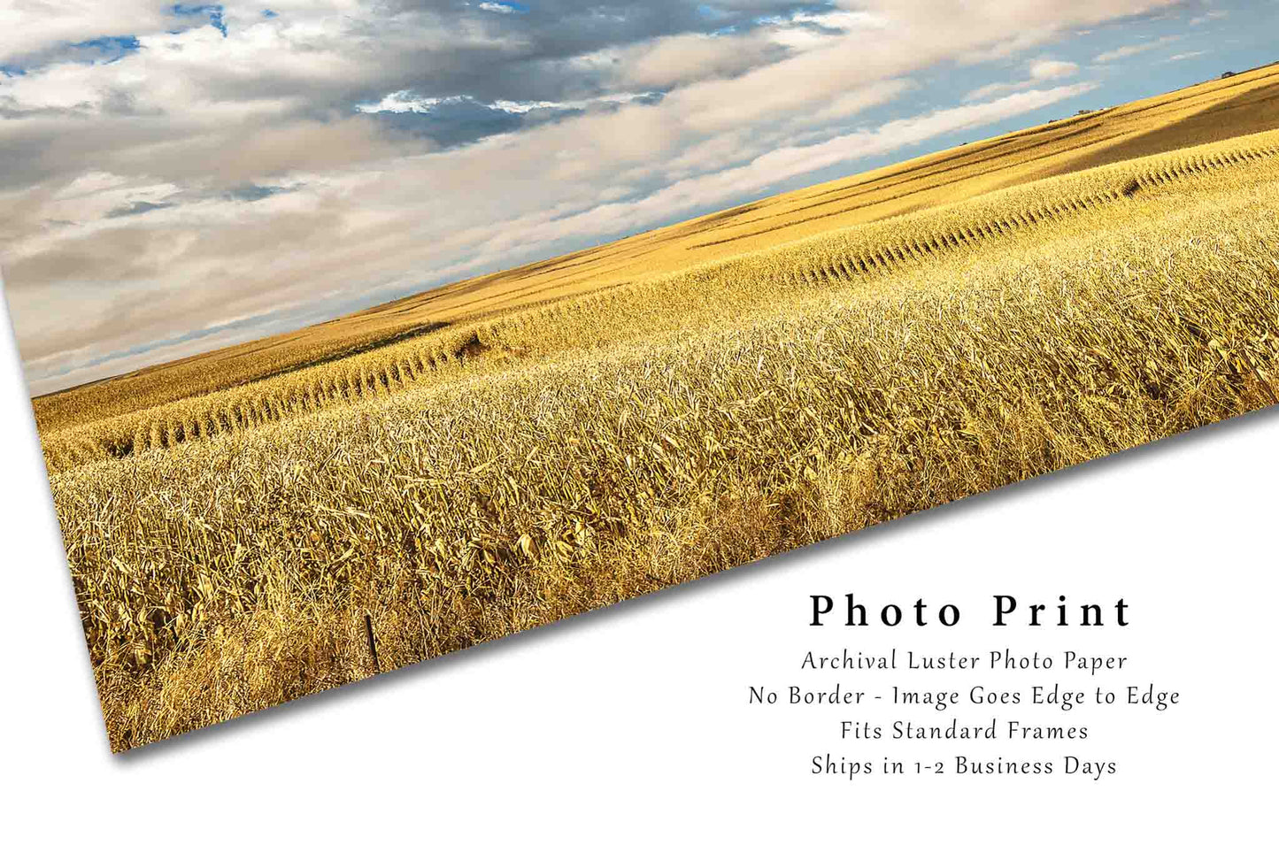 Farm Photo Print | Golden Terraced Corn Field Picture | Iowa Wall Art | Landscape Photography | Farmhouse Decor