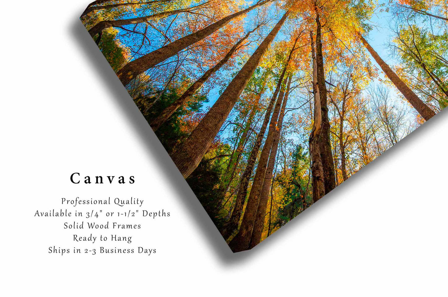 Forest Canvas | Looking Up in Trees Gallery Wrap | Great Smoky Mountains Photography | Tennessee Wall Art | Nature Decor | Ready to Hang